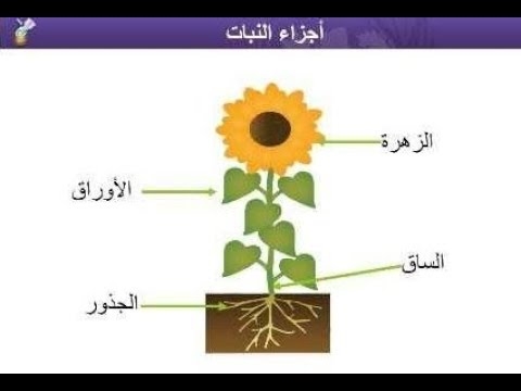 دروس فيديو تشغيل مجانية