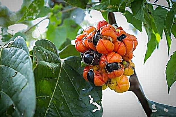Guarana for athletes: the benefits of taking, description, review of dietary supplements