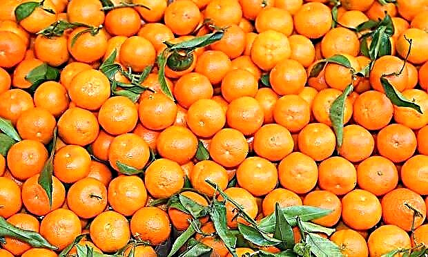 Mandarin - zomwe zili ndi kalori, zopindulitsa komanso zovulaza thanzi