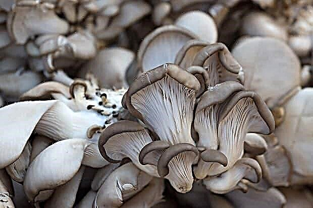 Oporo mushrooms - ọdịnaya kalori na ihe mejupụtara nke ero, uru na nsogbu