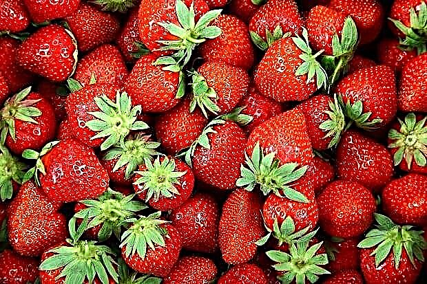 ʻO Strawberries - ka ʻike calorie, haku mele a me nā pono kūpono