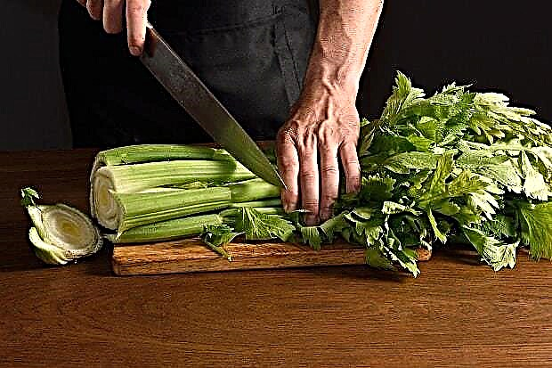 Celer - koristi, šteta i kontraindikacije za upotrebu