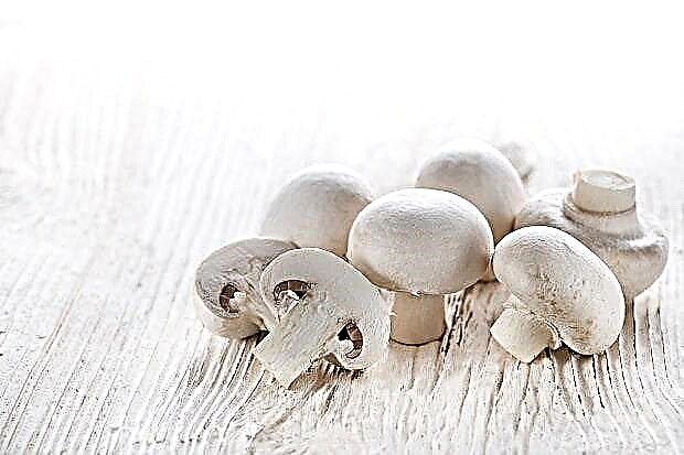 Champignons - BJU, caloriegehalte, voordelen en nadelen van paddenstoelen voor het lichaam