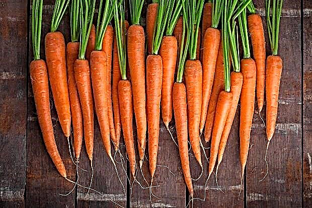 Karotten - nützliche Eigenschaften, Schaden und Produktzusammensetzung