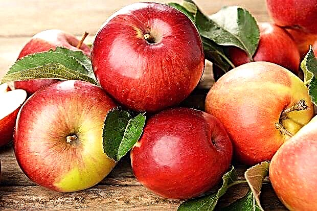 Pommes - composition chimique, avantages et inconvénients pour le corps