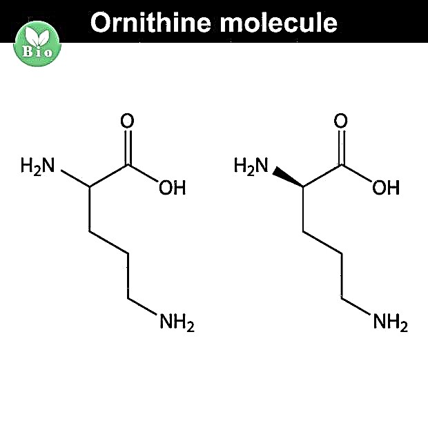 Ornithine - apa itu, sifat, kandungan dalam produk dan penggunaannya dalam sukan