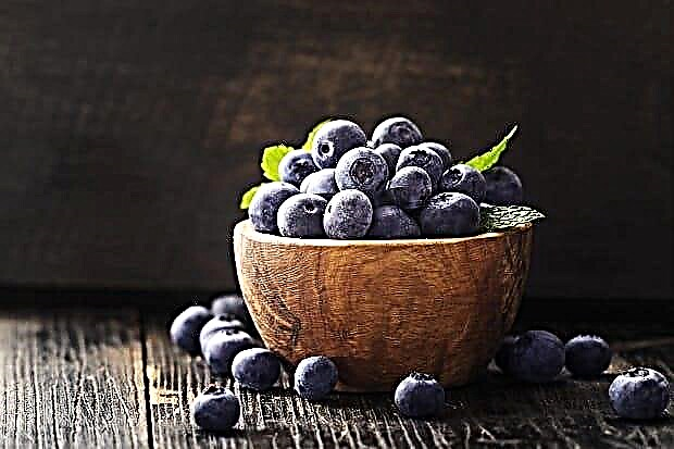 Blueberries - ອົງປະກອບ, ຄຸນສົມບັດທີ່ເປັນປະໂຫຍດແລະຄວາມສ່ຽງຕໍ່ສຸຂະພາບ