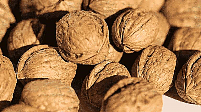 Kõik, mis puudutab kreeka pähkleid - koostis, eelised ja päevane tarbimine
