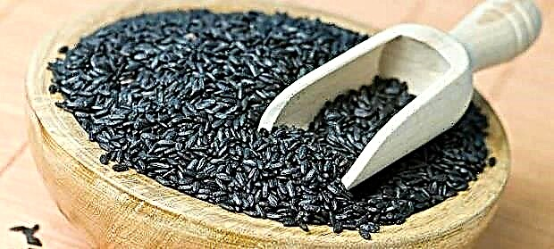 Sort ris - sammensætning og nyttige egenskaber