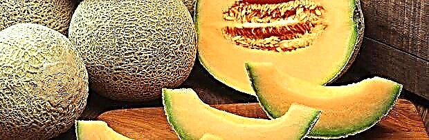 Meloni dieet - olemus, eelised, kahju ja võimalused