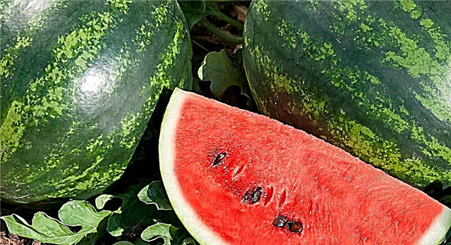 Deiet watermelon