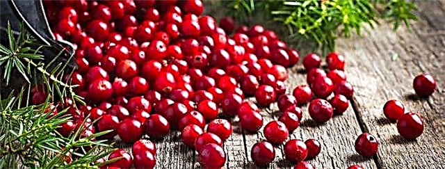 Lingonberry - mupangat kesehatan lan cilaka